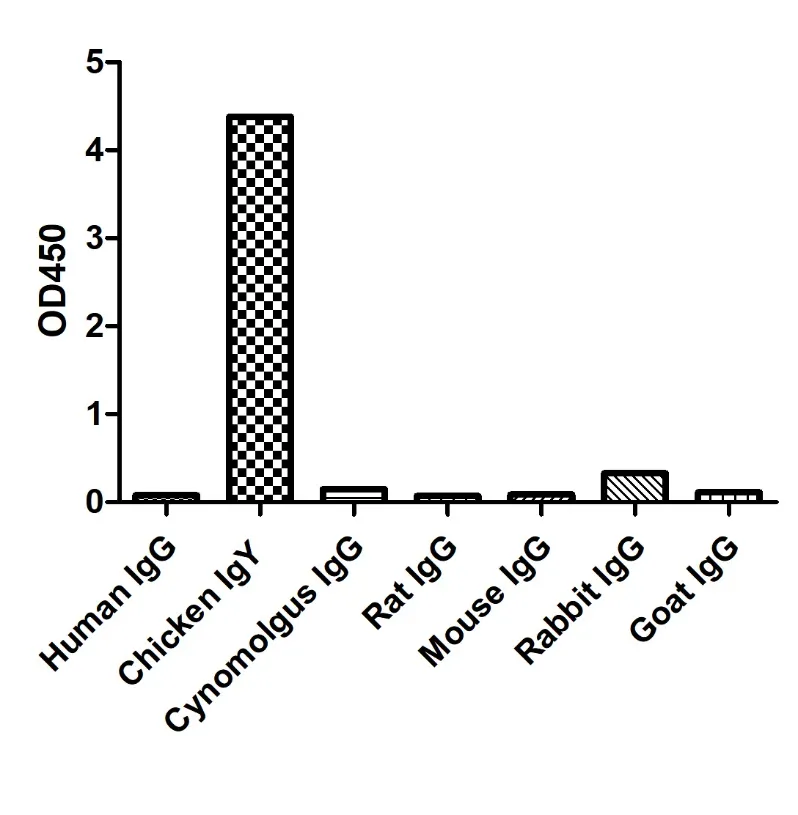 Anti-Chicken IgY, AlpHcAbs® Goat antibody(HRP)