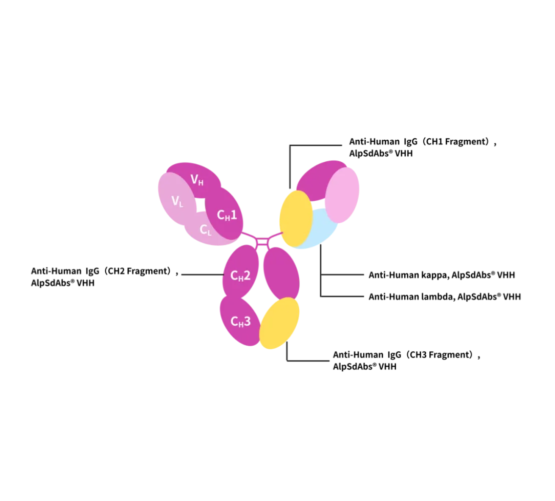 Antibody Drug Detection Innovation (Ⅱ): Recombinant Anti-Human IgG CH2 Domain Nano-Secondary Antibody