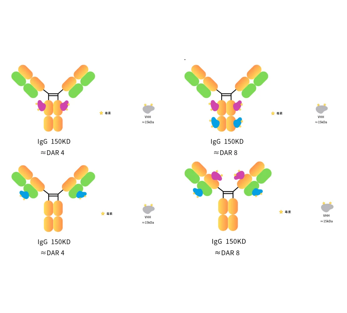 ADC Internalization Special Topic – (IV) Comprehensive Analysis of ADC Internalization Detection Methods: Methods, Differences, and Application Recommendations