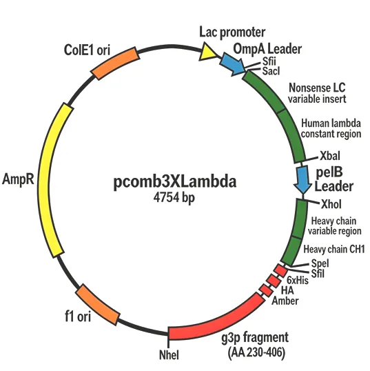 pComb3XLambda
