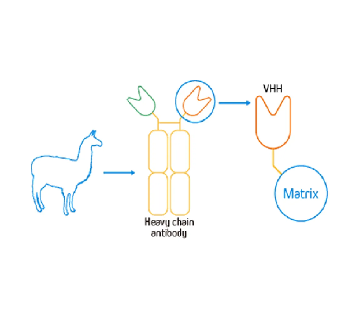 No More Light and Heavy Chain Interference With Nanoselector IP Kit