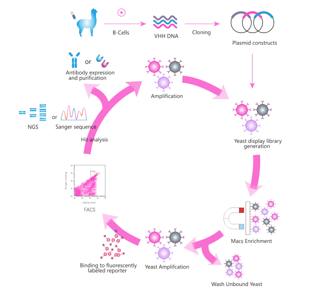 Single Domain Antibody Discovery Based Yeast Display Platform