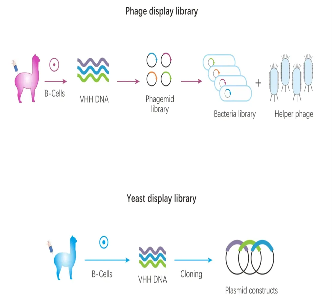 AlpVHHs Large Naïve VHH Library: Accelerating Rapid Nanobody Discovery