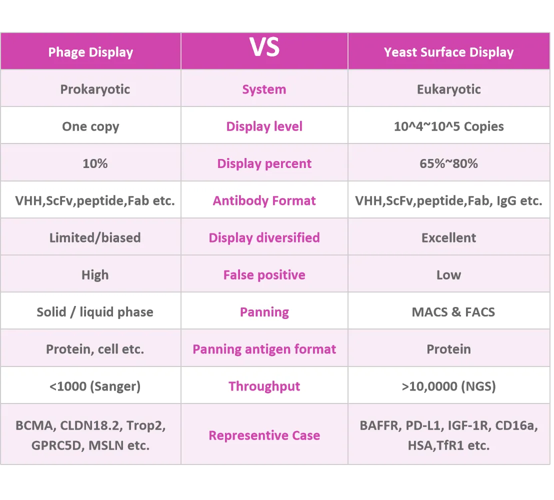Phage Display vs Yeast Display for Nanobody Discovery