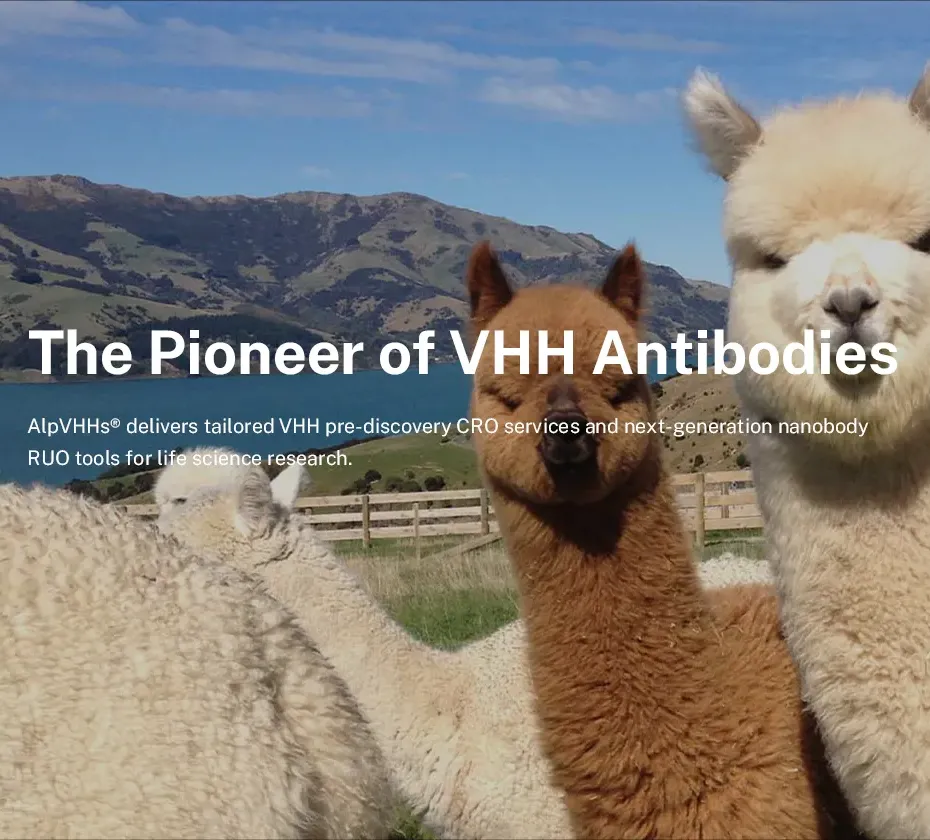 Immune Design in Antibody Development (2): How Antigen Structure Determines Antibody