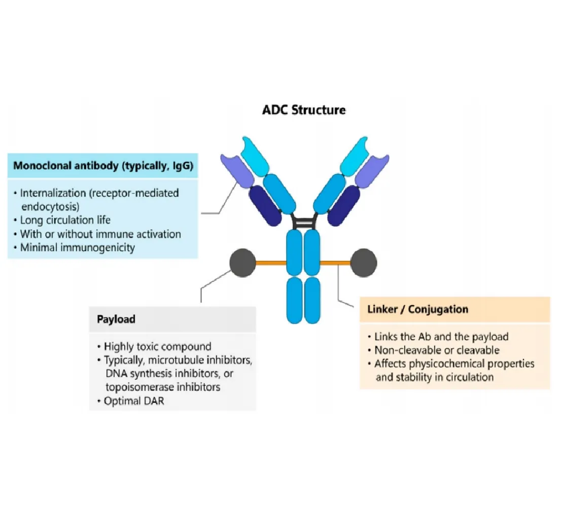 Application prospect of single-domain antibody in ADC drug
