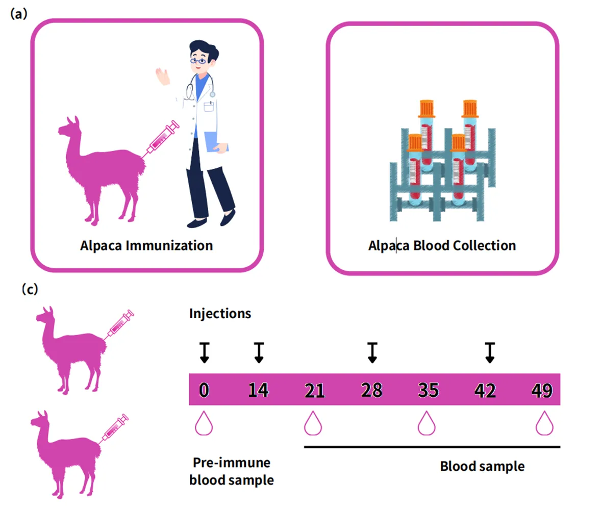 Freund's vs. Water-Soluble Adjuvants: Which is Better for Alpaca Immunization?