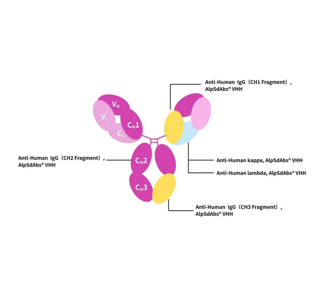 Antibody Drug Detection Innovation (Ⅲ) | Recombinant Anti-human IgG CH3 Domain Nano-Secondary Antibody