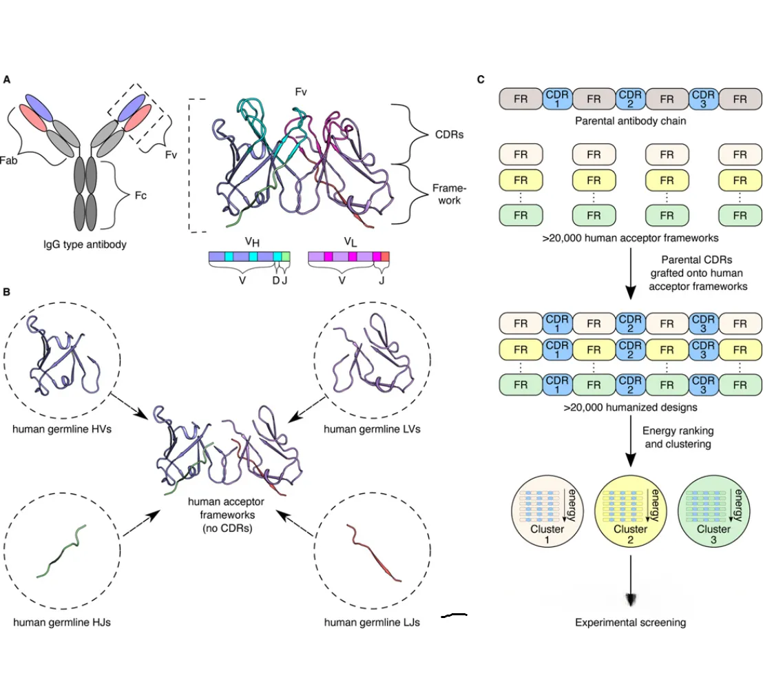 Technological Evolution of Antibody Humanization Design: From CDR Transfer to AI-Driven Multi-Objective Optimization