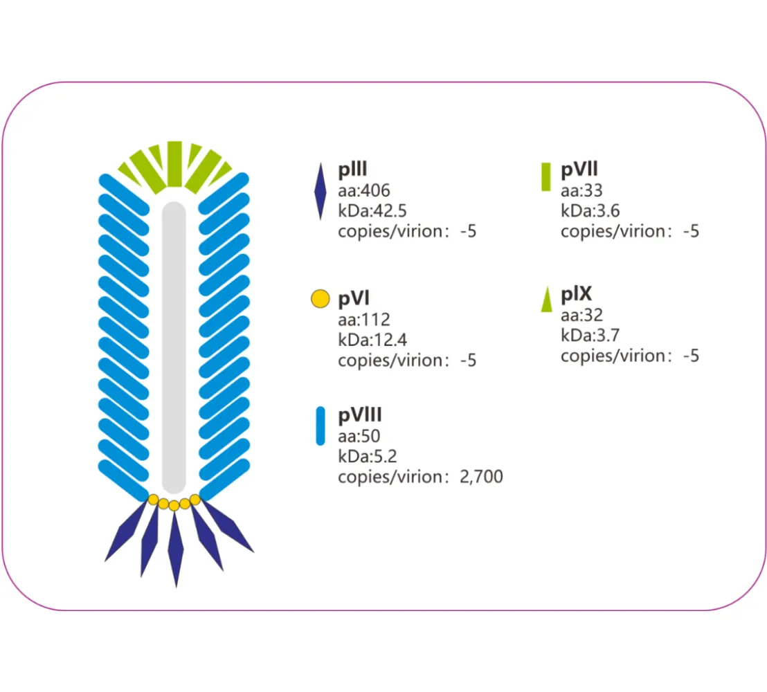 Essential Tool for Phage Display System - M13 Nano-Secondary Antibodies