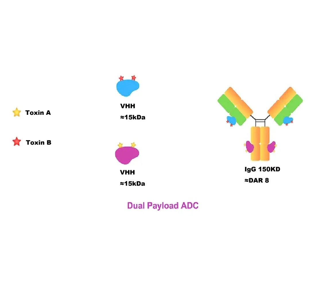 Rapid In Vitro Cytotoxicity Testing Methods for Dual-Toxin ADCs --A new and efficient screening strategy for next-generation ADC development
