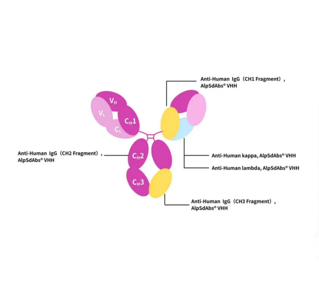 Antibody Drug Testing Innovation (Ⅳ) | Recombinant Anti-human IgG Kappa and Lambda Nano-Secondary Antibody
