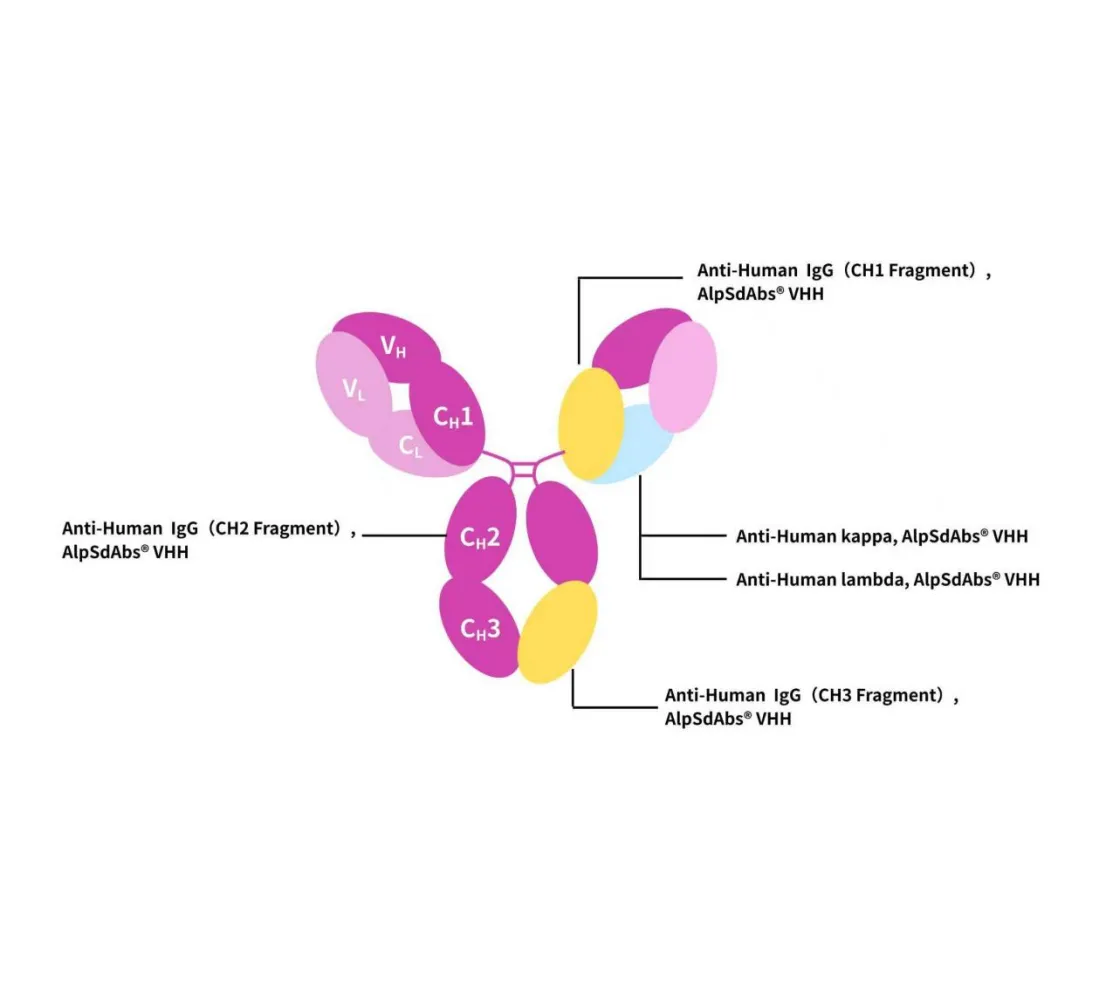 Antibody Drug Detection Innovation (Ⅴ) | Recombinant Anti-Human IgG (Fcγ Fragment Specific) Nano-Secondary Antibody