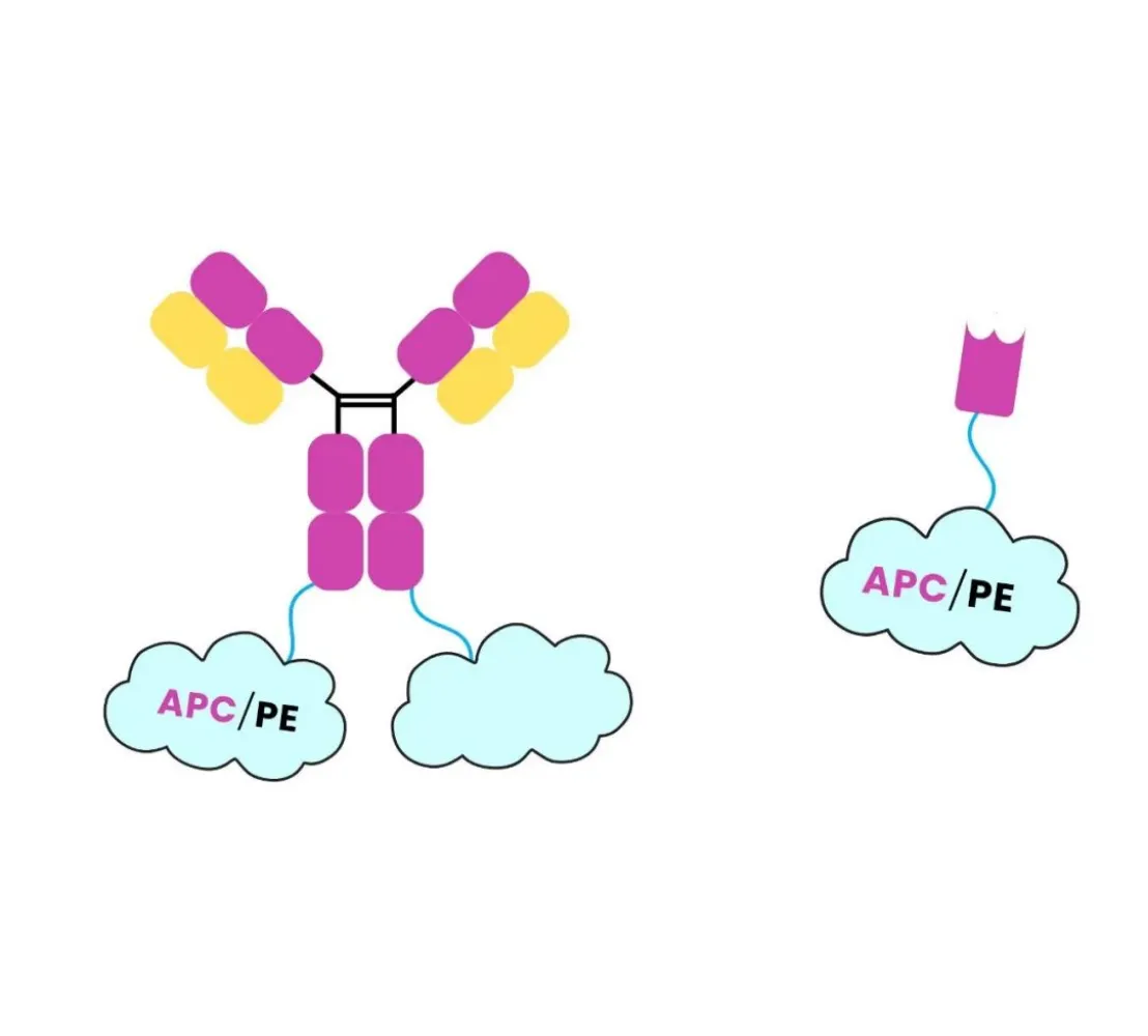 Major technological breakthrough: Successful expression of antibody fusion with PE and APC
