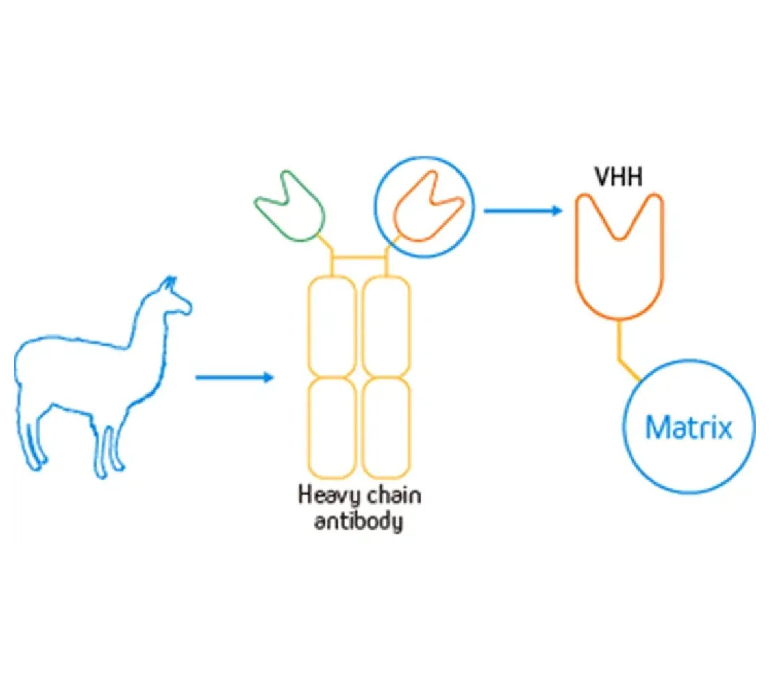 IP-Specific Nano-Secondary Antibody: Eliminate Heavy and Light Chain Interference in Immunoprecipitation