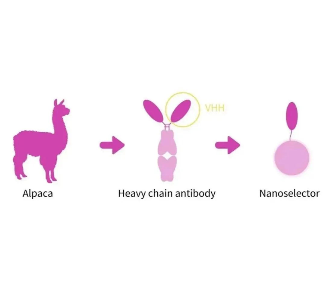 Moving Beyond Ni-NTA: His-tag IP Enters the Nanoselector Era