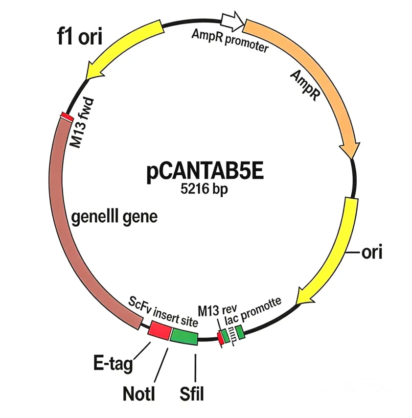 pCANTAB5E
