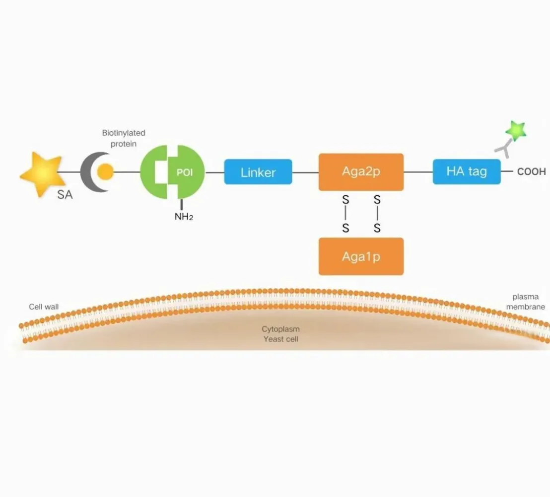 [Yeast Surface Display Series①] Getting Started from Scratch: An Analysis of Core Principles and Technical Advantages