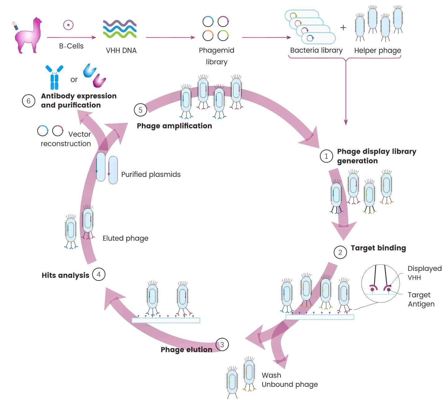 FAQs about Phage Display Technology