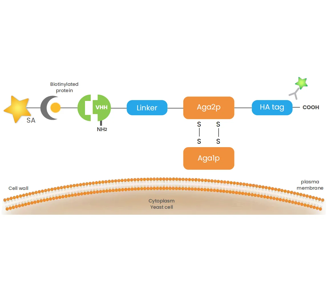 [Yeast Surface Display Series②] From Screening to Drug Development: The Technological Boundaries and Selection Logic of Bacteriophage and Yeast Display