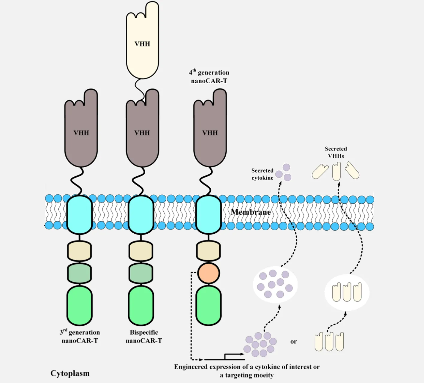 Advantages and Applications of Nanobodies in CAR-T Cell Therapy