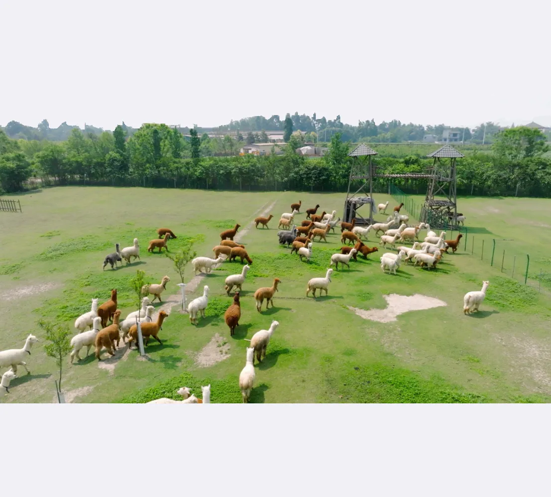 How to Choose an Animal for Nanobody Development? An Analysis of VHH Differences Among Camels, Alpacas, and Llamas