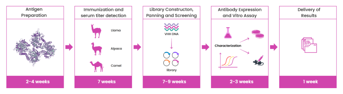 CAR Molecular Development
