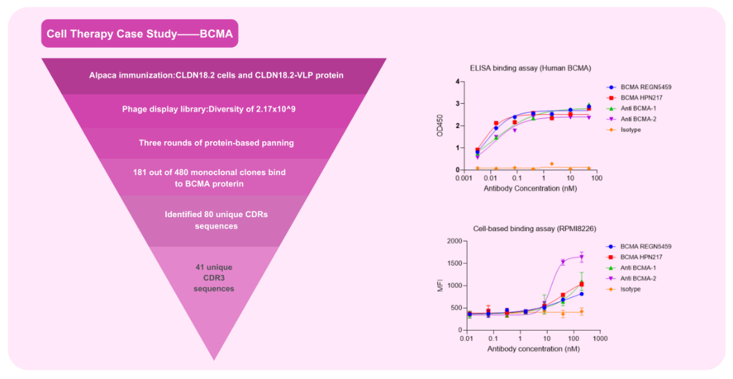 CAR Molecular Development