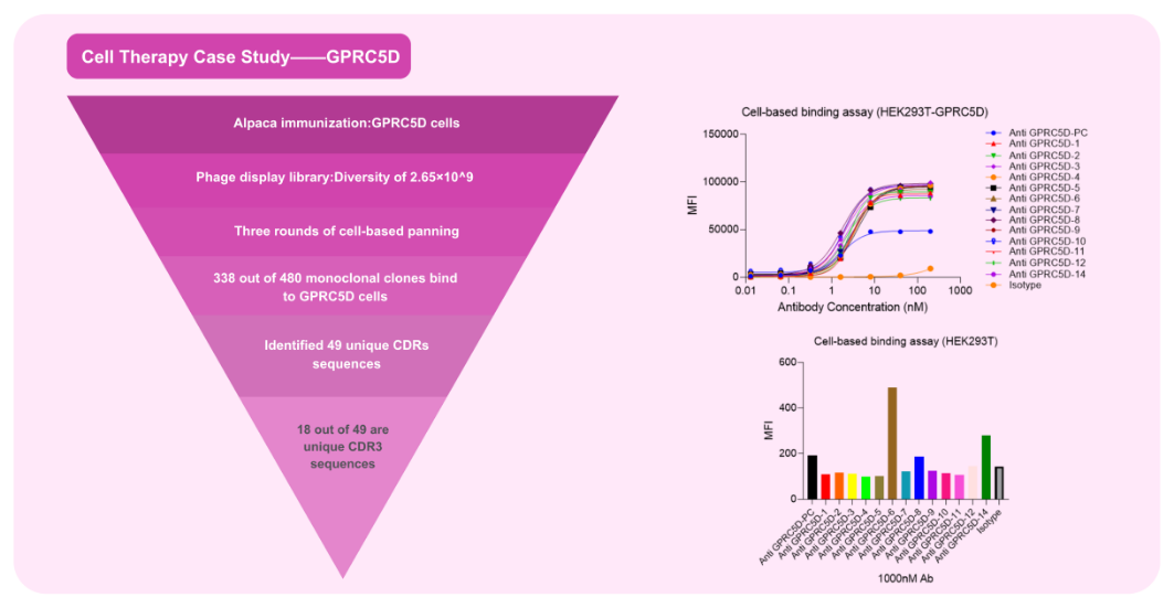 CAR Molecular Development