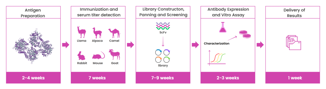 Development of anti small molecule antibodies