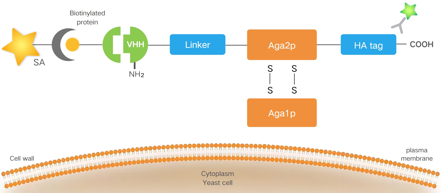 Yeast Display Technology Platform