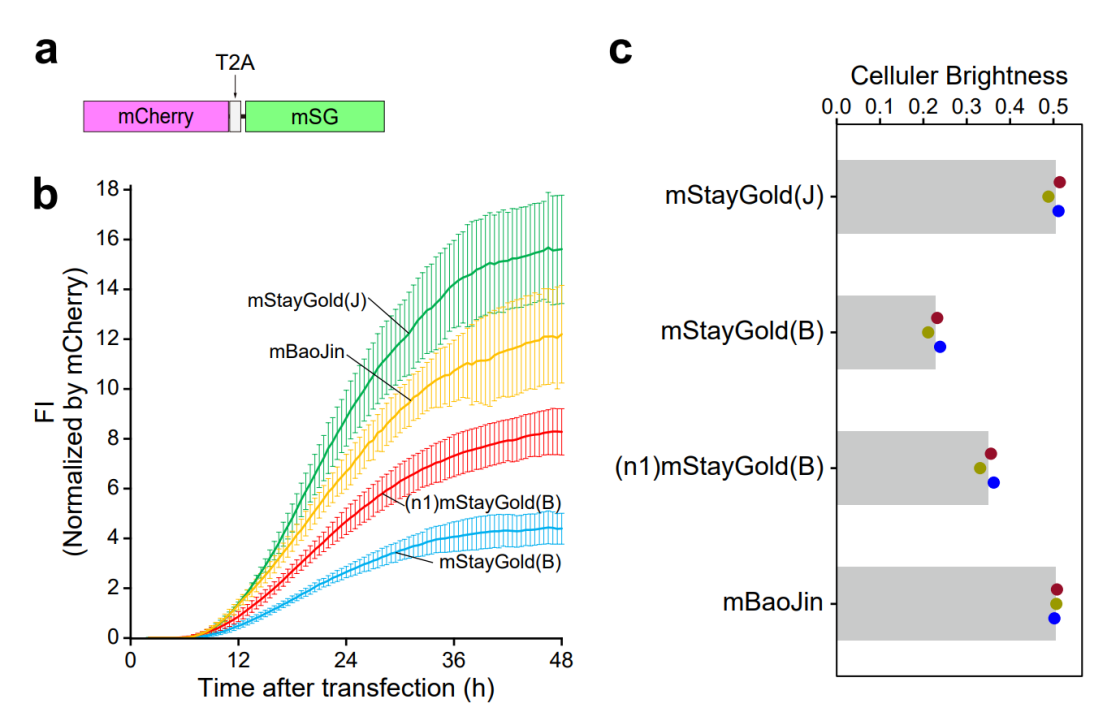 AlpVHHs New Product Release-strongest green fluorescent protein mStayGold  VHH