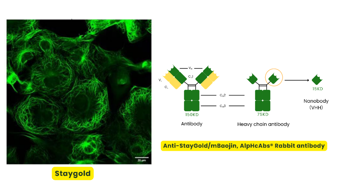 AlpVHHs New Product Release-strongest green fluorescent protein mStayGold  VHH