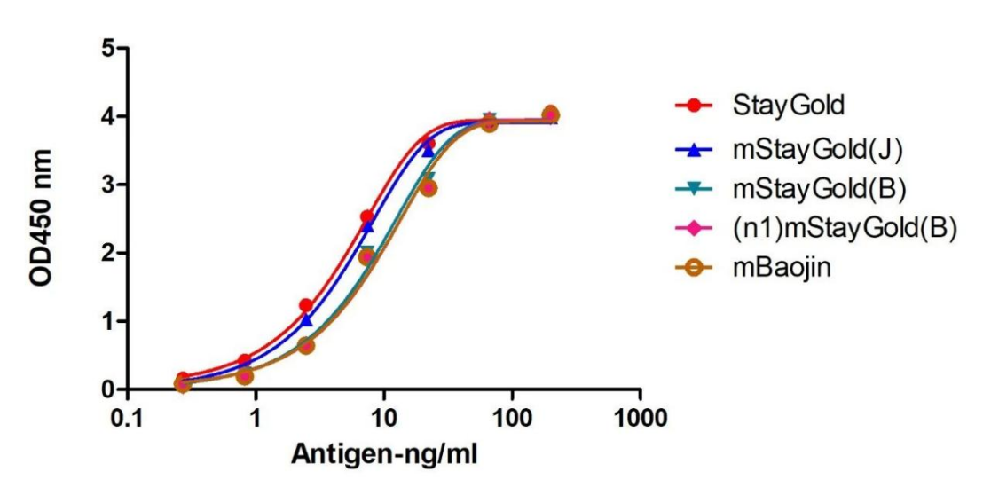 AlpVHHs New Product Release-strongest green fluorescent protein mStayGold  VHH