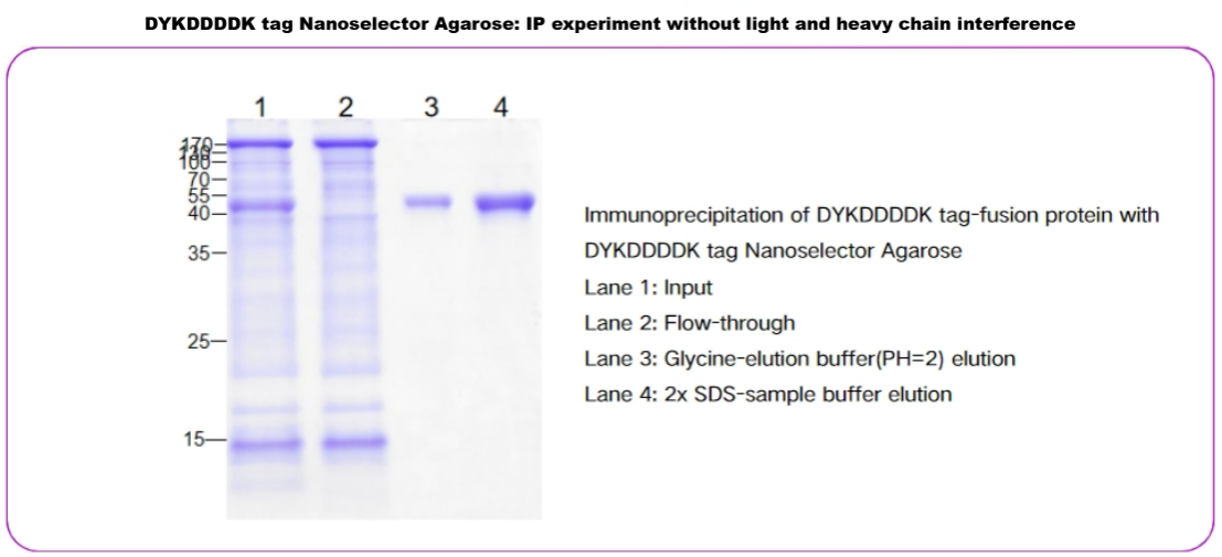 DYKDDDDK tag Nanoselector- No light and heavy chain interference in IP experiment