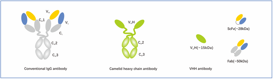Single Domain Antibodies (VHHs)