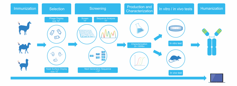 Single Domain Antibodies (VHHs)