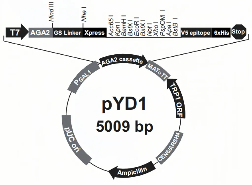 pYD1