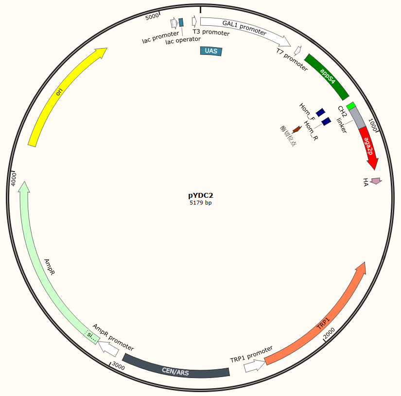pYDC2