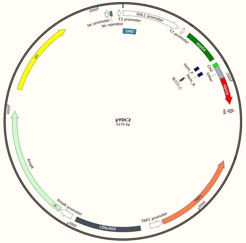 pYDC2