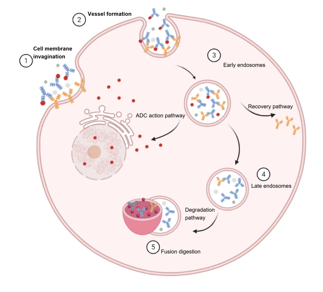 ADC Internalization Special Topic (I) From Cellular "Feeding" to Precision Cancer Therapy: Unveiling the Relationship Between Endocytosis and ADC Drugs