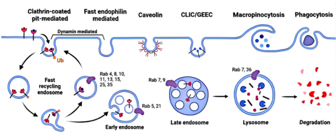 ADC Internalization Special Topic (I) From Cellular "Feeding" to Precision Cancer Therapy: Unveiling the Relationship Between Endocytosis and ADC Drugs