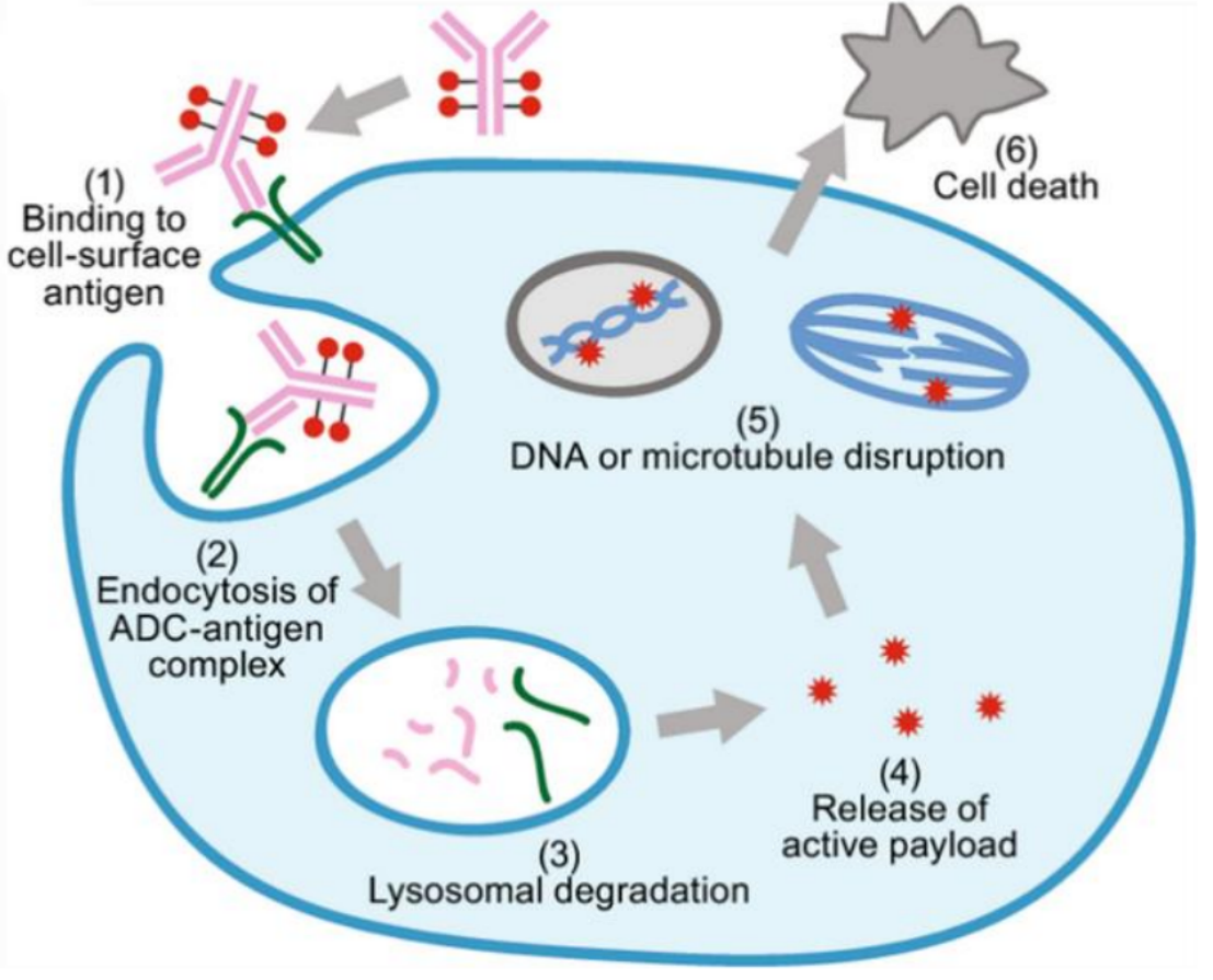 ADC Internalization Special Topic (II)  ADC Drugs: Anti-Cancer “Biological Missiles” — How to Achieve Precise Tumor Killing?cid=13