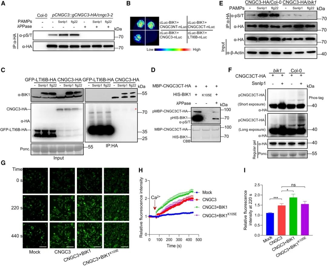 Nanobody-Based Magnetic Beads Enable Discovery of a Novel Calcium Signaling–Mediated Immune Mechanism in Plants(IF = 24.1 | Q1 Journal | Molecular Plant)