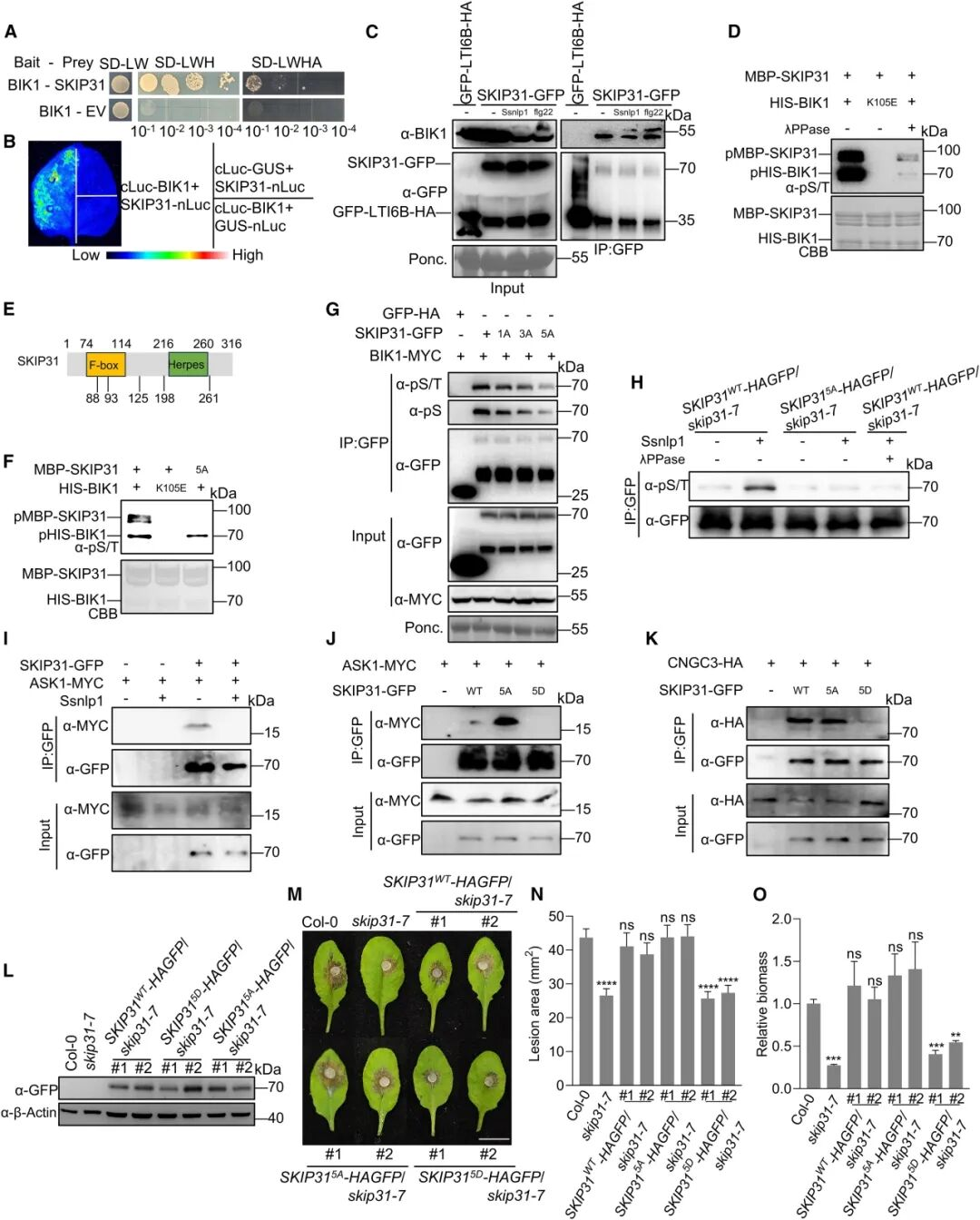 Nanobody-Based Magnetic Beads Enable Discovery of a Novel Calcium Signaling–Mediated Immune Mechanism in Plants(IF = 24.1 | Q1 Journal | Molecular Plant)
