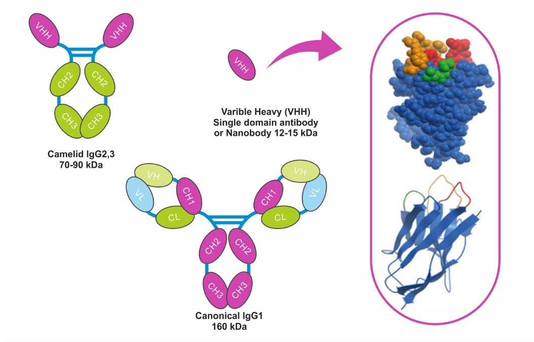 Tag Nano-Antibody