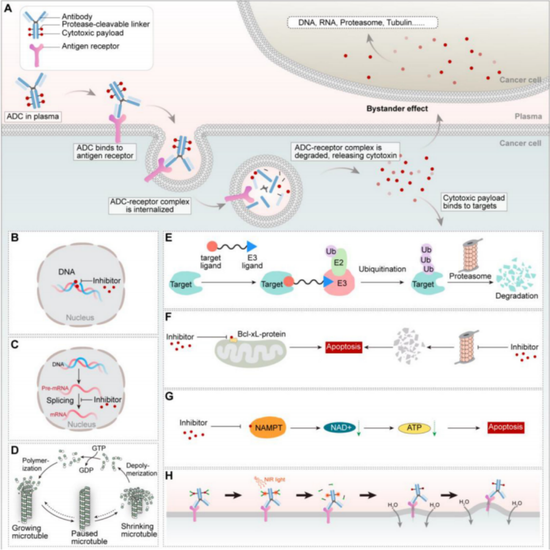 ADC Internalization Special Topic (III): Mechanism, Delivery Challenges, and the Key to Quantitative Detection
