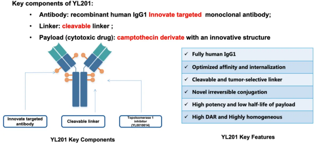 ADC Internalization Special Topic (III): Mechanism, Delivery Challenges, and the Key to Quantitative Detection