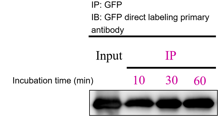 Why Choose Nanoselector for GFP IP?cid=13