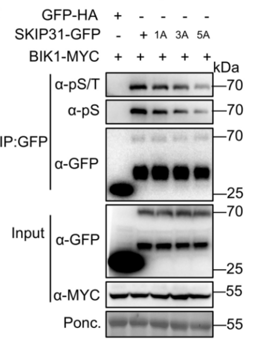Why Choose Nanoselector for GFP IP?cid=13